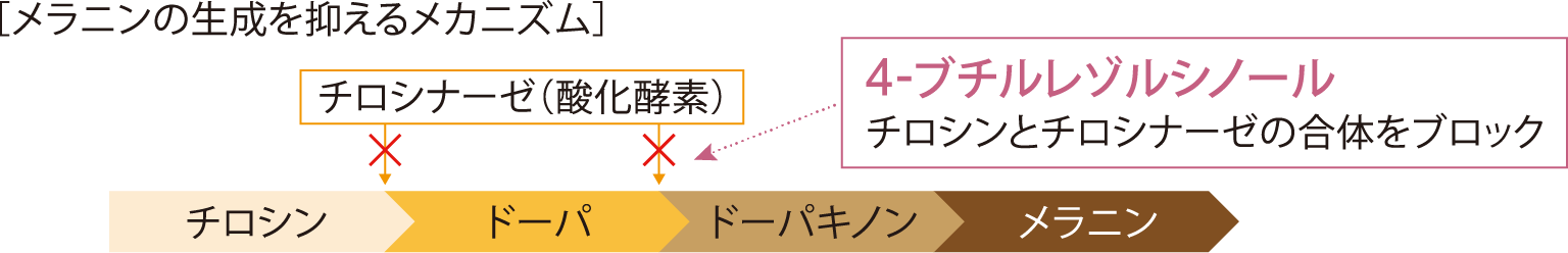 メラニンの生成を抑えるメカニズム