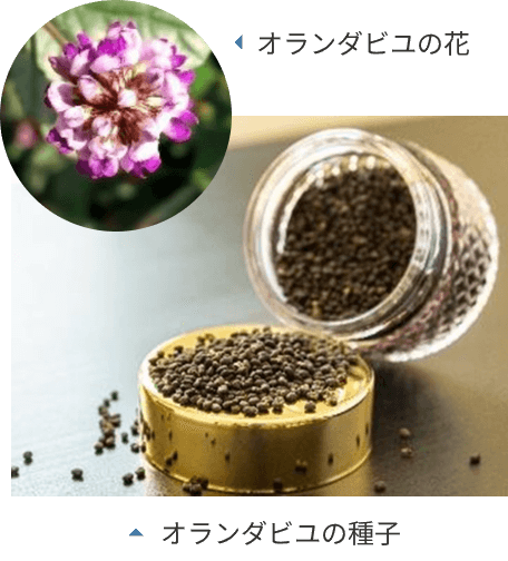 オランダビユの花と種子