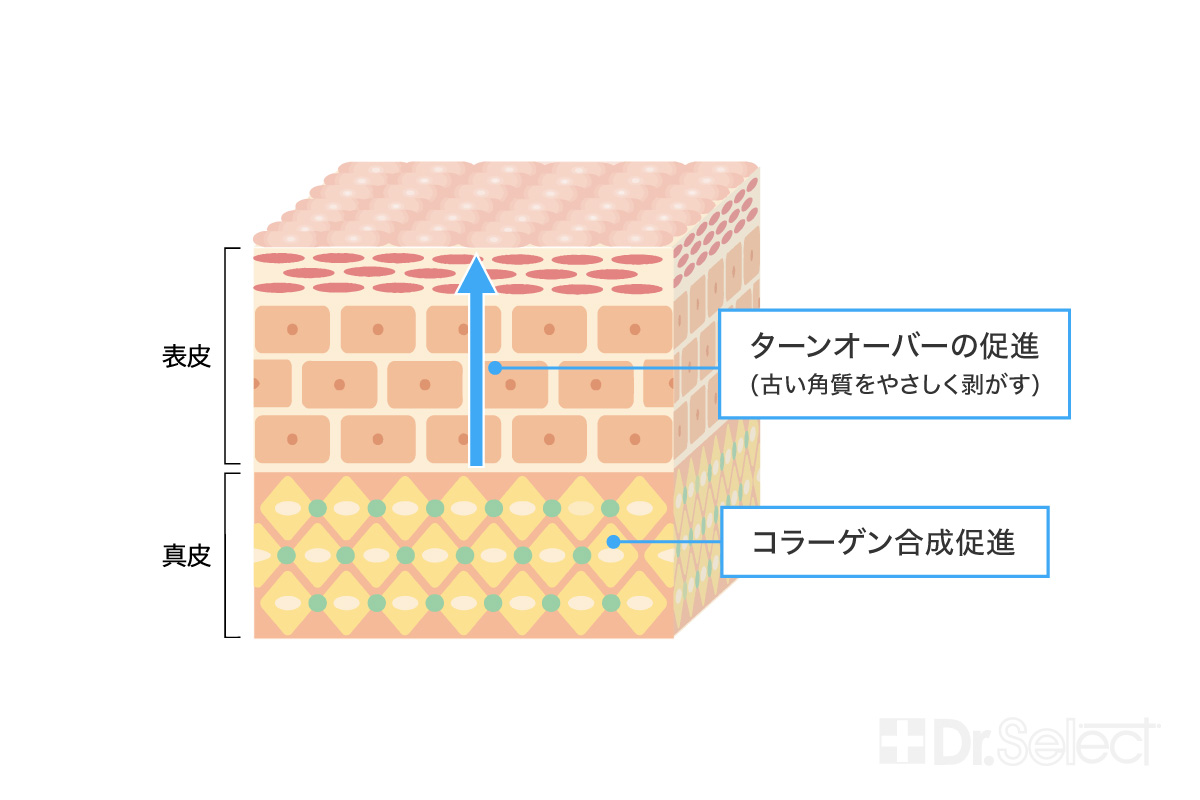 肌のターンオーバー