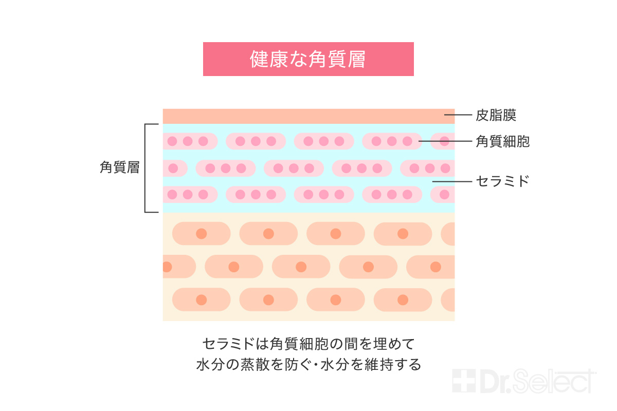 健康な角質層