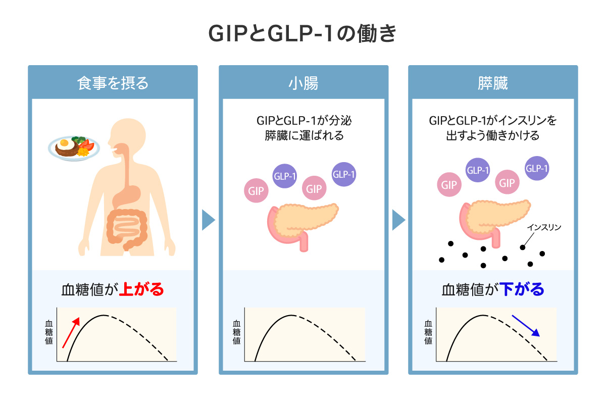 GIPとGLP-1の働き