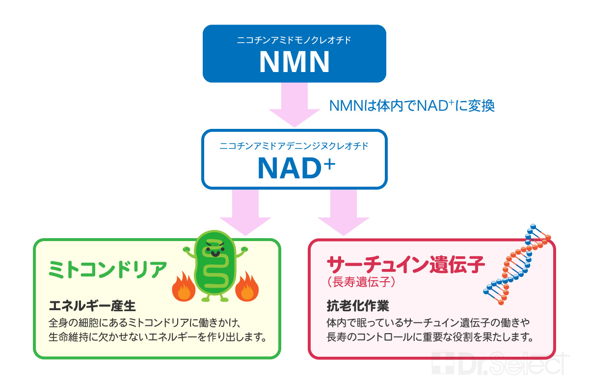 NMNが疲れにくい体づくりをサポートする仕組み