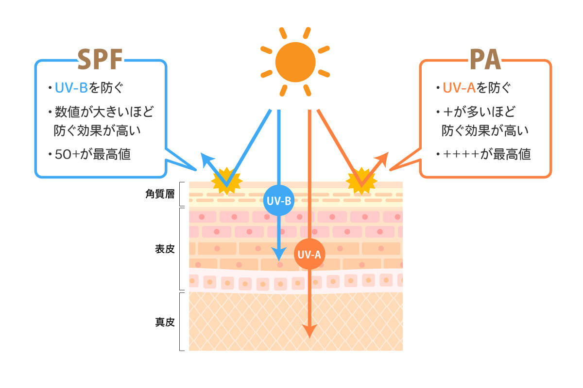 SPFとPAの働き