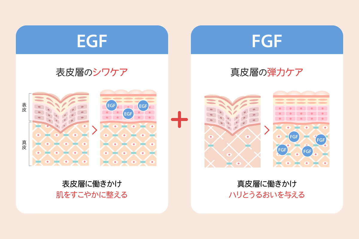 EGFとFGFの働き