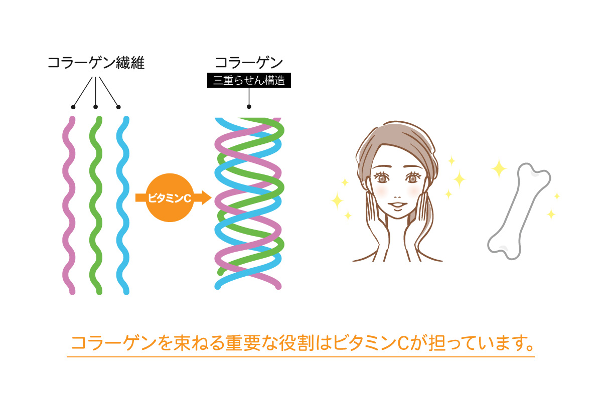 コラーゲンを束ねる役割はビタミンCが担っています