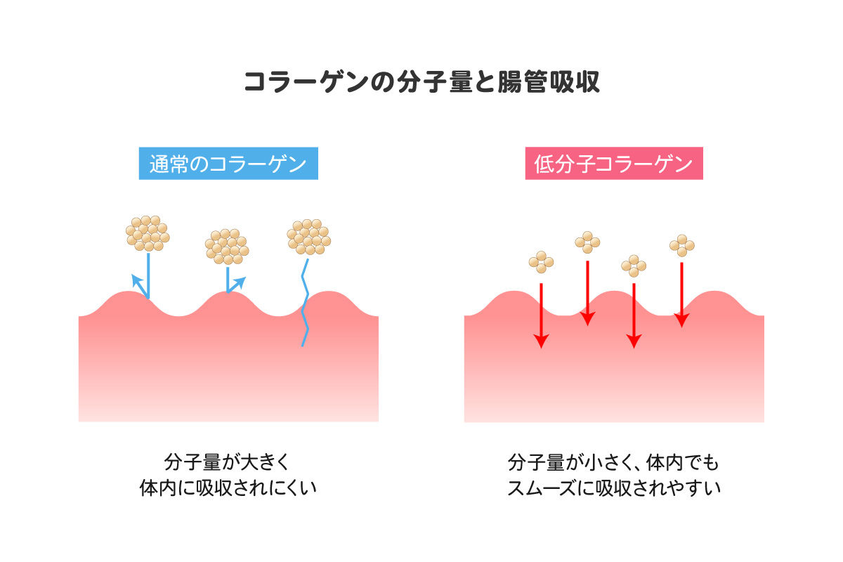 コラーゲンの分子量と腸管吸収
