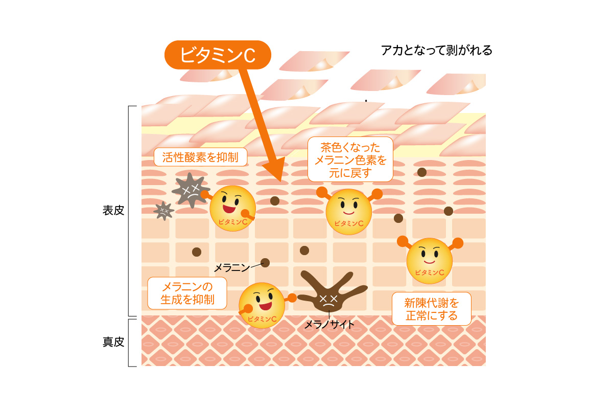 ビタミンCの働き