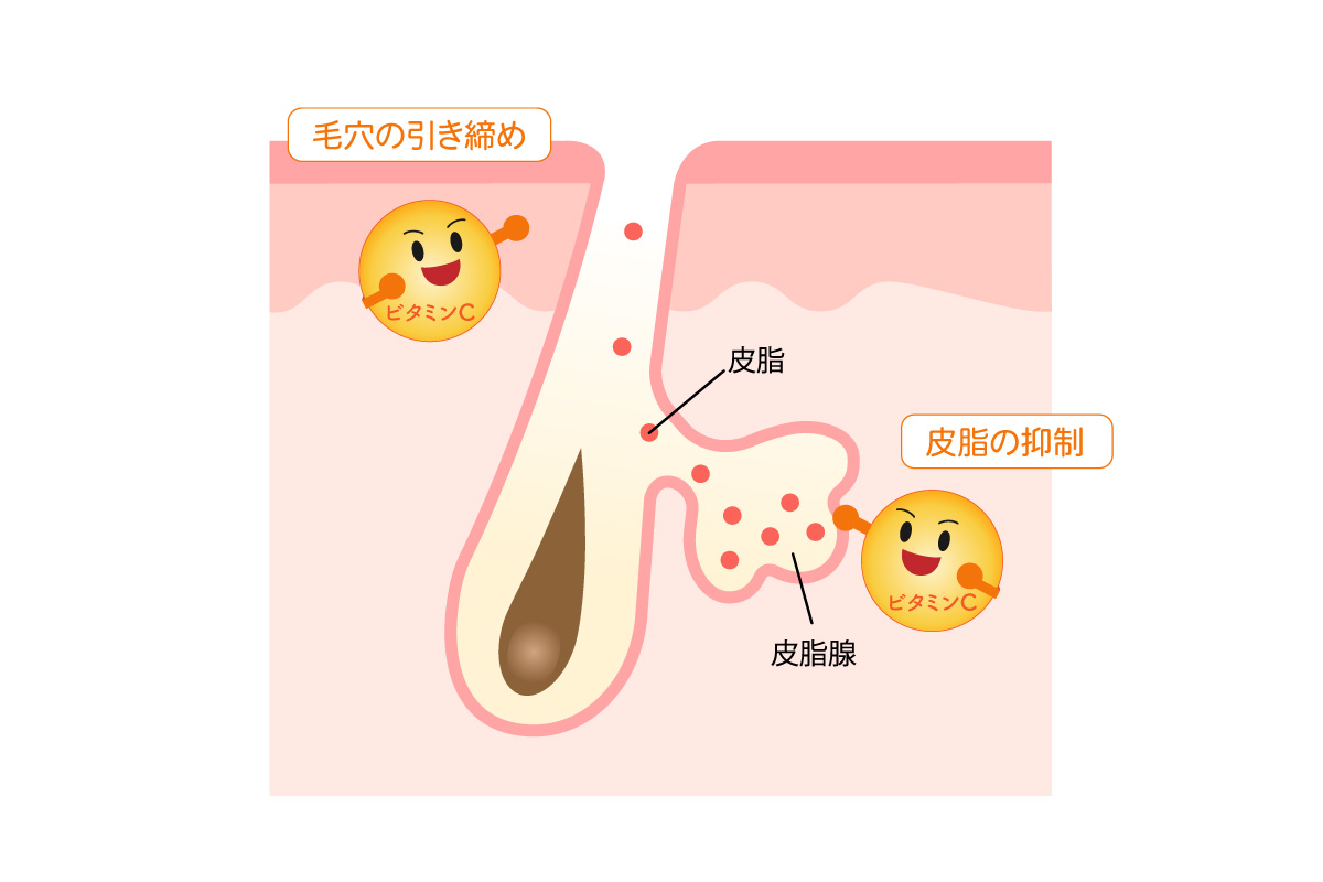 ビタミンCの毛穴への働き