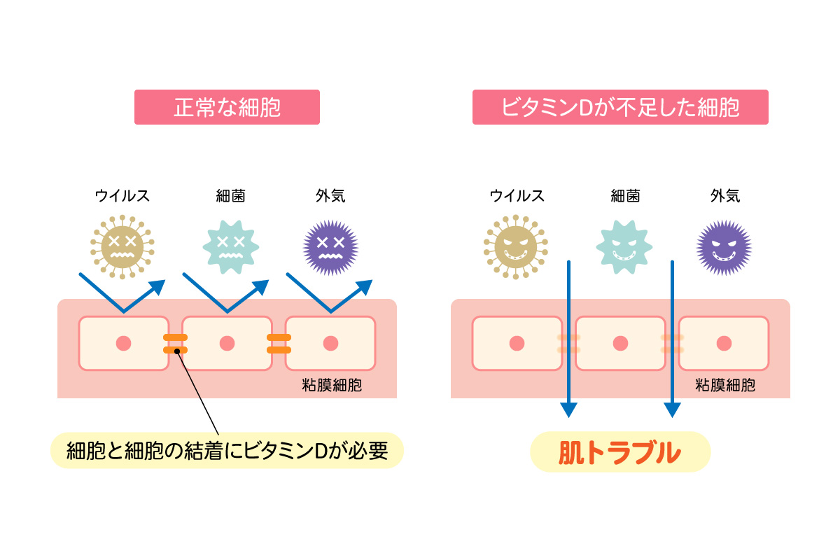 正常な細胞とビタミンDが不足した細胞の比較