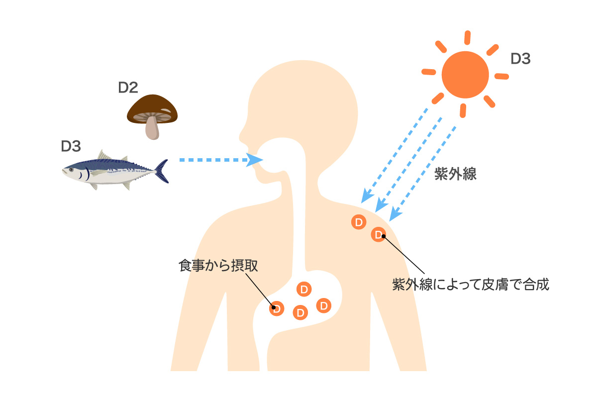 ビタミンDを補う人のイラスト
